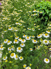 Load image into Gallery viewer, Herbal Tea Garden Organic Seeds Kit - Chamomile, Mint, Holy Basil, Echinacea, Lemon Balm
