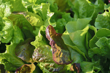 Load image into Gallery viewer, Leafy Greens Organic Seeds Variety Pack - Wild Lettuce, Romaine, Spinach, Kale, Arugula, Chard