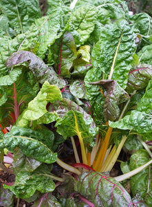 Leafy Greens Organic Seeds Variety Pack - Wild Lettuce, Romaine, Spinach, Kale, Arugula, Chard