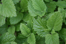 Load image into Gallery viewer, Herbal Tea Garden Organic Seeds Kit - Chamomile, Mint, Holy Basil, Echinacea, Lemon Balm