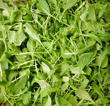Load image into Gallery viewer, Leafy Greens Organic Seeds Variety Pack - Wild Lettuce, Romaine, Spinach, Kale, Arugula, Chard