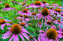 Load image into Gallery viewer, Herbal Tea Garden Organic Seeds Kit - Chamomile, Mint, Holy Basil, Echinacea, Lemon Balm