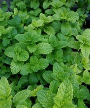 Load image into Gallery viewer, Organic Mint Seeds - Two-Pack of 600 Seeds Each