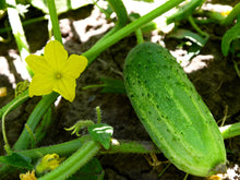 Load image into Gallery viewer, Certified Organic Pickling Cucumber Seeds, Two Pack of 60 Seeds Each - Non-GMO Seeds for Planting