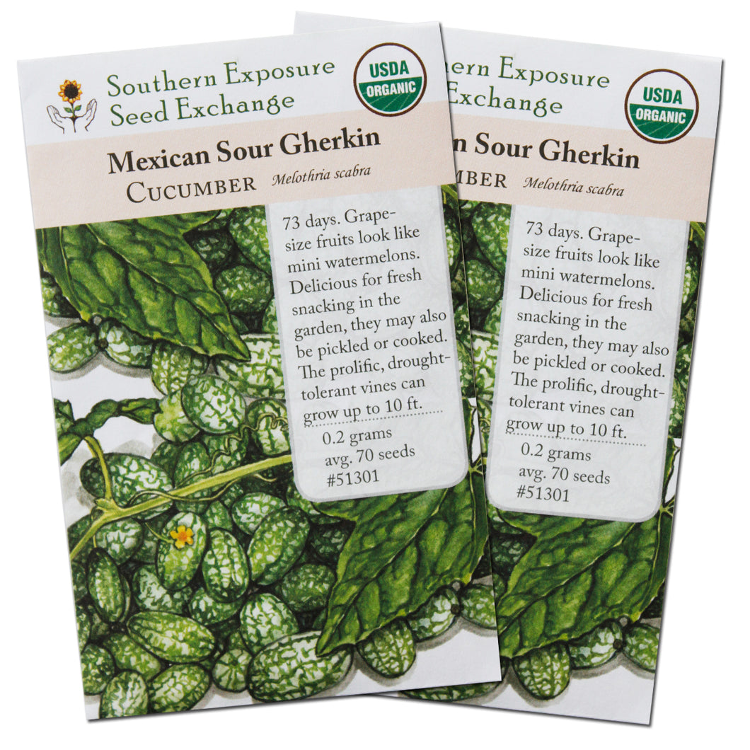 Certified Organic Cucamelon Seeds (Mexican Sour Gherkin/Mouse Melon), Two Pack of 70 Seeds Each