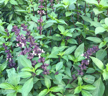 Load image into Gallery viewer, Certified Organic Sweet Thai Basil Seeds, Two Pack of 100 Seeds Each for Planting