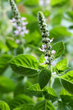 Load image into Gallery viewer, Herbal Tea Garden Organic Seeds Kit - Chamomile, Mint, Holy Basil, Echinacea, Lemon Balm