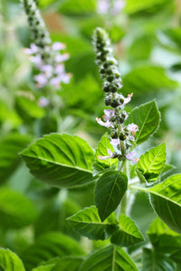 Herbal Tea Garden Organic Seeds Kit - Chamomile, Mint, Holy Basil, Echinacea, Lemon Balm