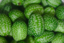 Load image into Gallery viewer, Certified Organic Cucamelon Seeds (Mexican Sour Gherkin/Mouse Melon), Two Pack of 70 Seeds Each
