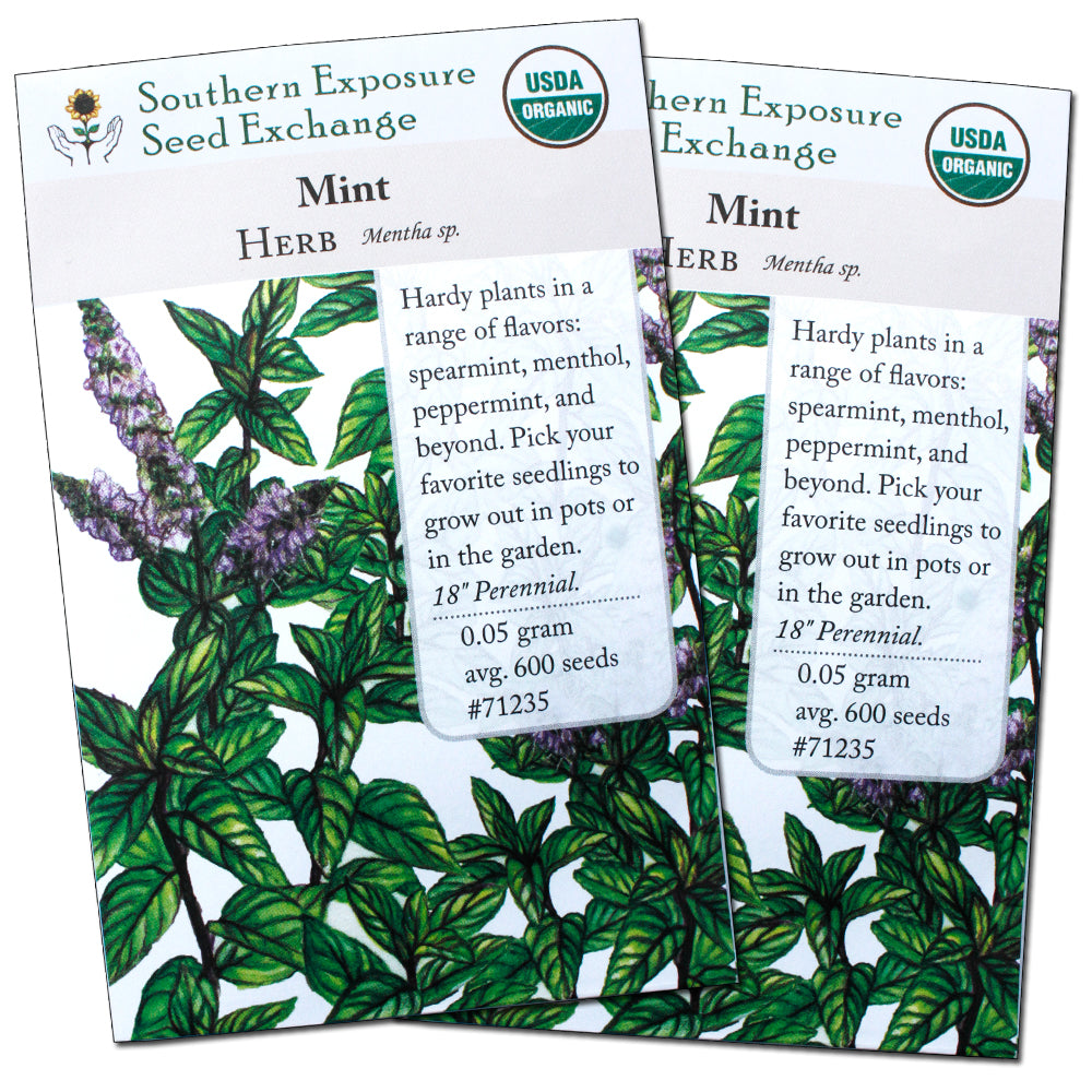 Organic Mint Seeds - Two-Pack of 600 Seeds Each